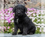 Small Photo #5 Shepadoodle Puppy For Sale in HONEY BROOK, PA, USA