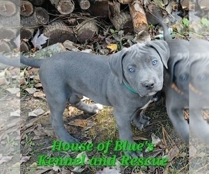 American Pit Bull Terrier Puppy for sale in DELAWARE, OH, USA