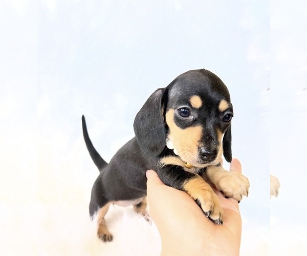 Medium Photo #3 Dachshund Puppy For Sale in DAVIS, CA, USA