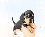 Small #2 Dachshund