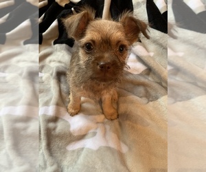 Chorkie Puppy for sale in BROOKLYN, NY, USA