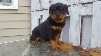 Rottweiler Puppy for sale in LEBANON, PA, USA