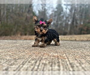 Yorkshire Terrier Puppy for sale in LOCUST GROVE, GA, USA