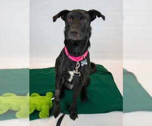 Sheprador Dogs for adoption in Kennesaw, GA, USA