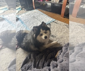 Father of the Pomsky puppies born on 05/01/2026