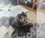Small Photo #1 Pomsky Puppy For Sale in ROSEVILLE, MI, USA