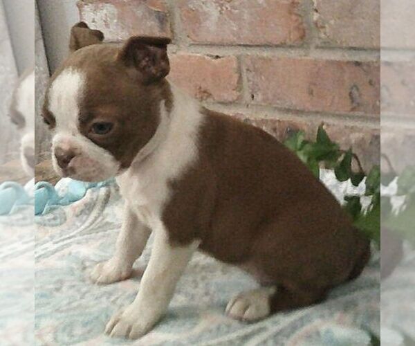 Medium Photo #4 Boston Terrier Puppy For Sale in HOT SPRINGS, SD, USA