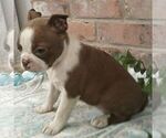 Small #3 Boston Terrier