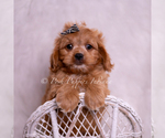 Small Photo #12 Cavapoo (Miniature) Puppy For Sale in WARSAW, IN, USA