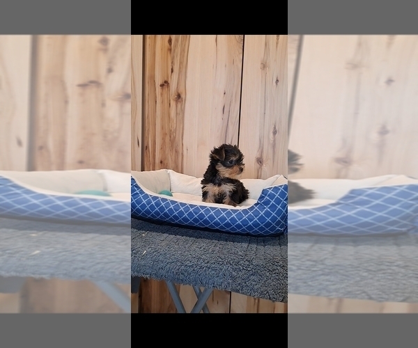 Medium Photo #5 Yorkshire Terrier Puppy For Sale in BREMEN, IN, USA