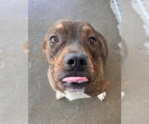 Boxer-Unknown Mix Dogs for adoption in Bakersfield, CA, USA