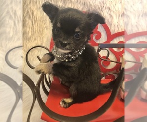 Chihuahua Puppy for sale in NEWVILLE, PA, USA
