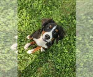 Bernese Mountain Dog Dogs for adoption in Raleigh, NC, USA
