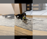 Small #2 Beagle
