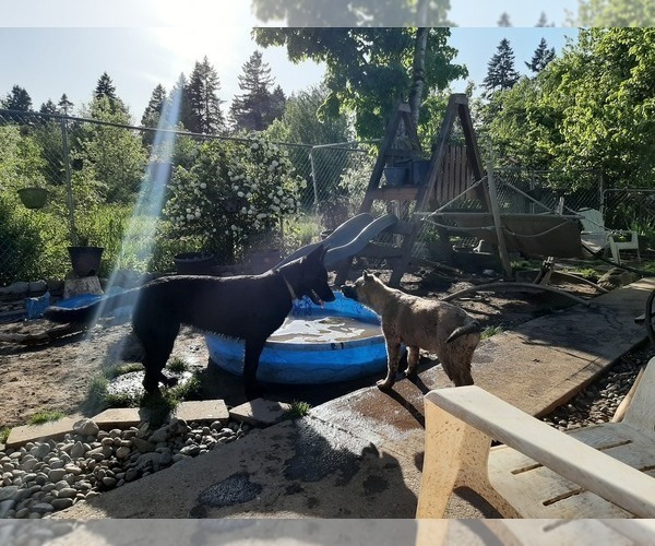 Medium Photo #5 Malinois Puppy For Sale in ORCHARDS, WA, USA