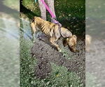 Small #6 Labrador Retriever Mix