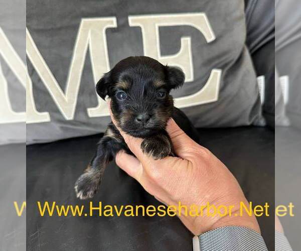 Medium Photo #1 Havanese Puppy For Sale in MBORO, TN, USA