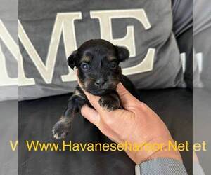 Havanese Puppy for sale in MBORO, TN, USA