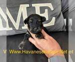 Image preview for Ad Listing. Nickname: Max