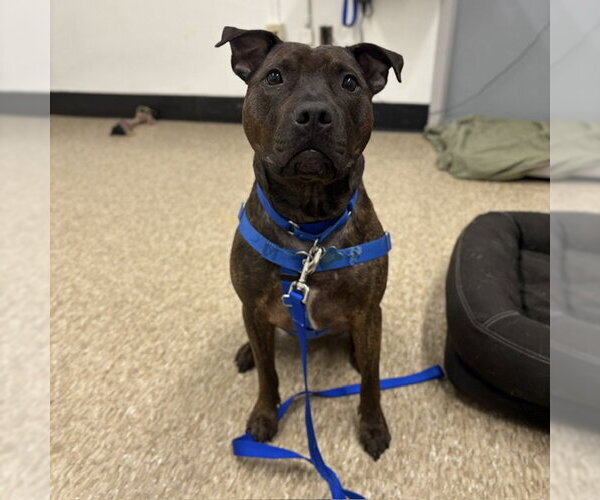 Medium Photo #2 Mutt Puppy For Sale in Boston, MA, USA