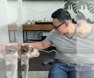 Staffordshire Bull Terrier-Unknown Mix Dogs for adoption in Woodland Hills, CA, USA