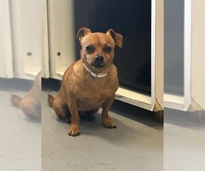 Chihuahua Dogs for adoption in Beatrice, NE, USA