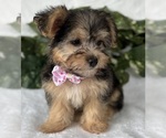 Small #2 Morkie
