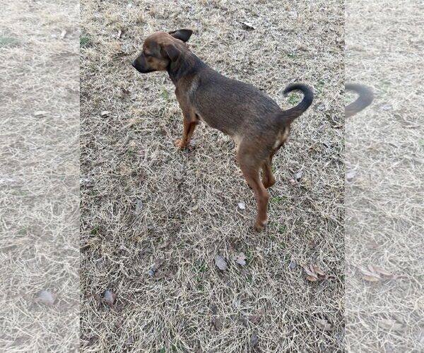 Medium Photo #2 Chihuahua-Unknown Mix Puppy For Sale in Ball Ground, GA, USA