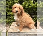 Small #3 Goldendoodle (Miniature)