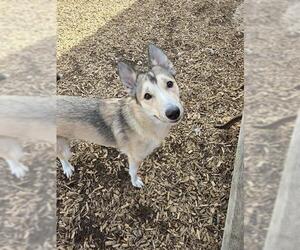 Siberian Husky-Unknown Mix Dogs for adoption in London, Ontario, Canada