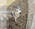 Small Siberian Husky Mix