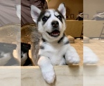 Small Photo #7 Siberian Husky Puppy For Sale in PROVIDENCE FORGE, VA, USA
