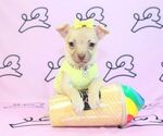 Small Photo #17 Chihuahua Puppy For Sale in LAS VEGAS, NV, USA