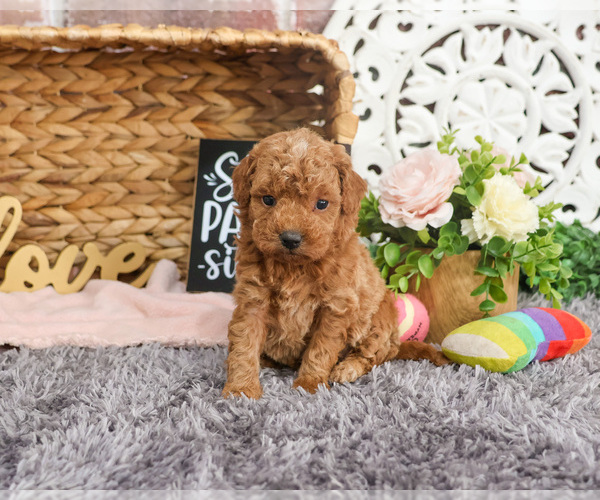 Medium Photo #2 Goldendoodle Puppy For Sale in SYRACUSE, IN, USA