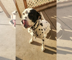 Dalmatian Dogs for adoption in SAINT MARYS, OH, USA