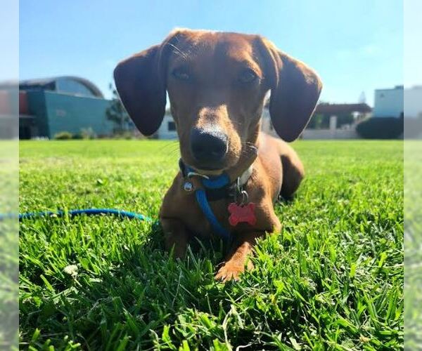 Medium Photo #4 Dachshund-Unknown Mix Puppy For Sale in San Diego, CA, USA