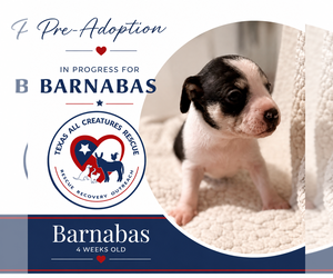 Rat-Cha Dogs for adoption in Lillian, TX, USA