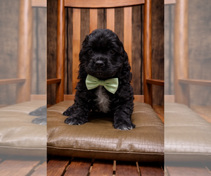 Cocker Spaniel Puppy for sale in RIPLEY, MS, USA