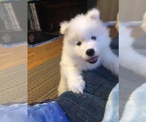 Samoyed Puppy for sale in DEL REY OAKS, CA, USA