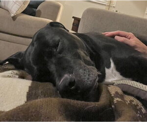 Kolby - Male American Staffordshire Terrier-Unknown Mix Dog for Adoption - Photo #5