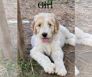Goldendoodle Puppy for Sale in DUFF, Tennessee USA