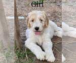 Small Photo #1 Goldendoodle Puppy For Sale in DUFF, TN, USA