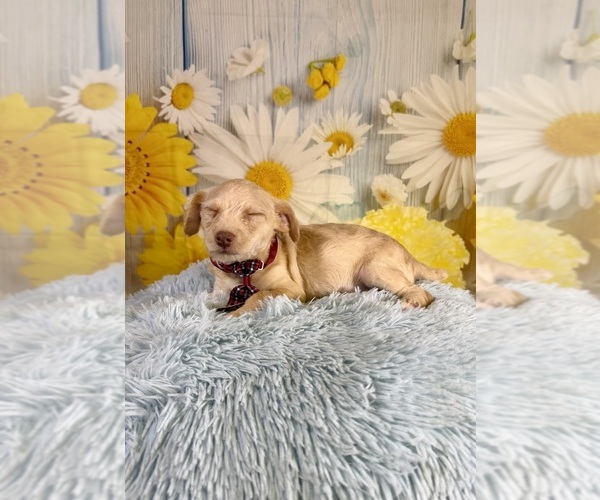 Medium Photo #4 Yorkiepoo mix (+ Poodle Toy) Puppy For Sale in RIPLEY, MS, USA