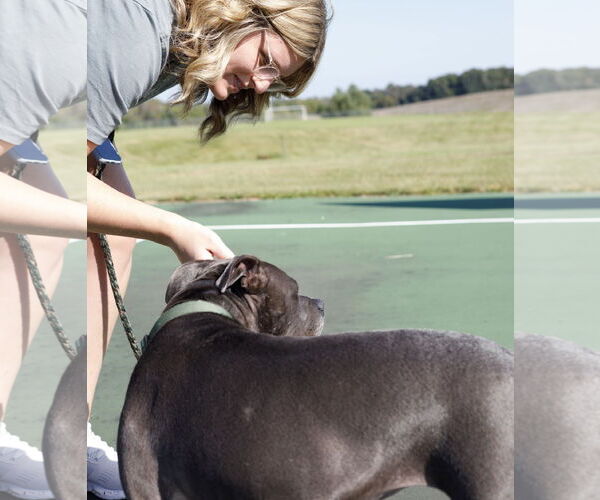 Medium Photo #8 American Pit Bull Terrier-Unknown Mix Puppy For Sale in Princeton, MN, USA