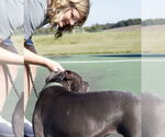 Small #7 American Pit Bull Terrier Mix