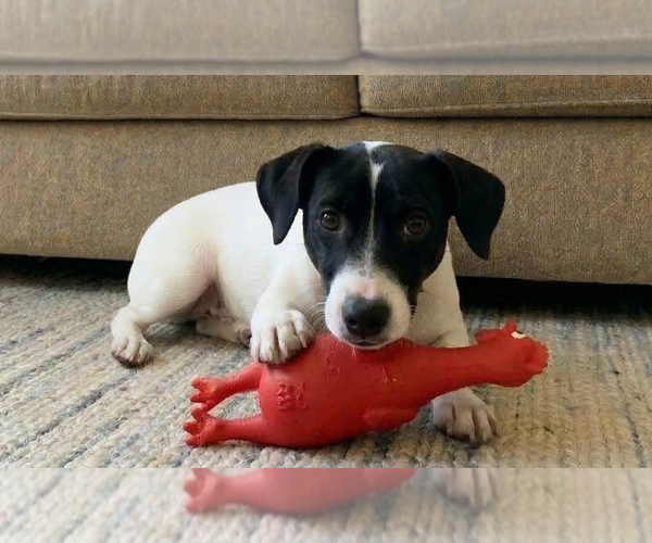 Medium Photo #3 Jack Russell Terrier Puppy For Sale in Grovertown, IN, USA