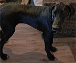Small Great Dane