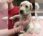 Small Photo #4 Labrador Retriever Puppy For Sale in ARLINGTON, IN, USA