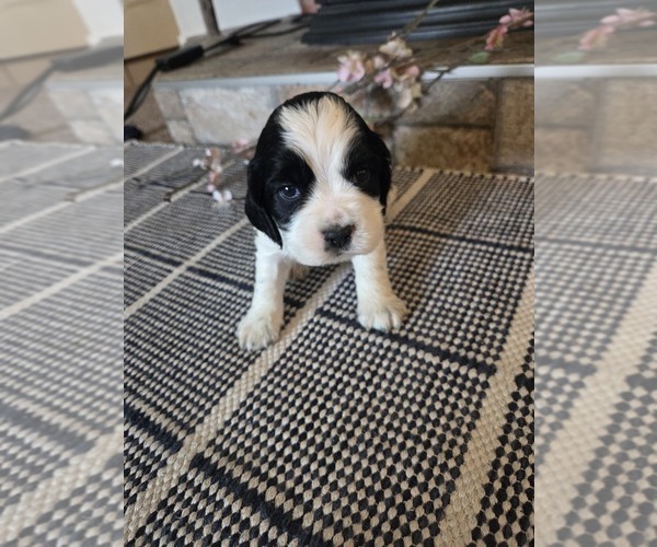 Medium Photo #3 Cocker Spaniel-English Springer Spaniel Mix Puppy For Sale in BAYLISS, CA, USA