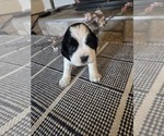 Small #2 Cocker Spaniel-English Springer Spaniel Mix